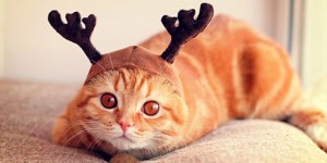 角猫Xmas-Cat-s