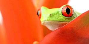 Amphibians-Frog-s