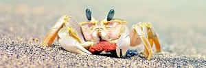 カニBeach-Crab-s