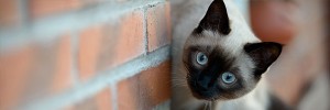 I-see-You-s