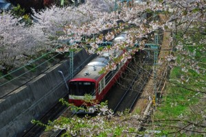 桜のトンネル 92533b7283b7c41d58641eb9a559c8ef_s