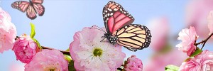 桜　蝶Butterfly-Flower-s