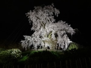 桜 円山02a5dccd63ccdd82bd5c5abd403f2236_l