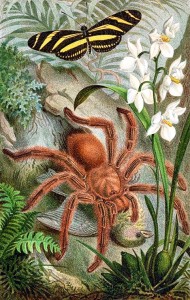 蜘蛛 Bird-eating_spider