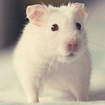 白ネズミ Hamster-s