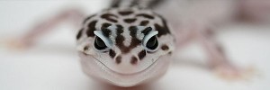 ヘビ頭　Leopard-Gecko-s