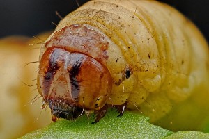芋虫　caterpillar-564543_640