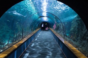 海底トンネルshark-tunnel-473012_640