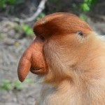 テングザルborneo-205096__180