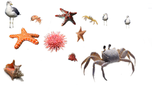 蟹などsea-urchin-666131_640