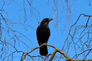 crow-284492_640