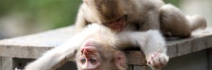 猿baby-monkeys-playing-s