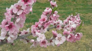 桃の花 c1a3e11481c19f6bea8b7dc5e2db2c2f_s