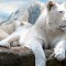 Feline-White-Lions-s