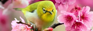 Lovely-Japanese-White-Eye-Bird-s
