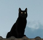 黒猫　cat-339181__180