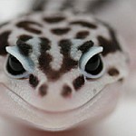 ヘビ頭　Leopard-Gecko-s