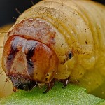 芋虫　caterpillar-564543_640