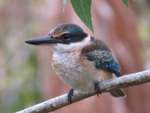 カワセミsacred-kingfisher-815021_640