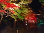 紅葉 ダウンロード