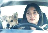 drive my car misaki with dog2
